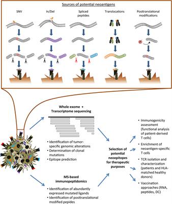 Identification and Characterization of Neoantigens As Well As Respective Immune Responses in Cancer Patients